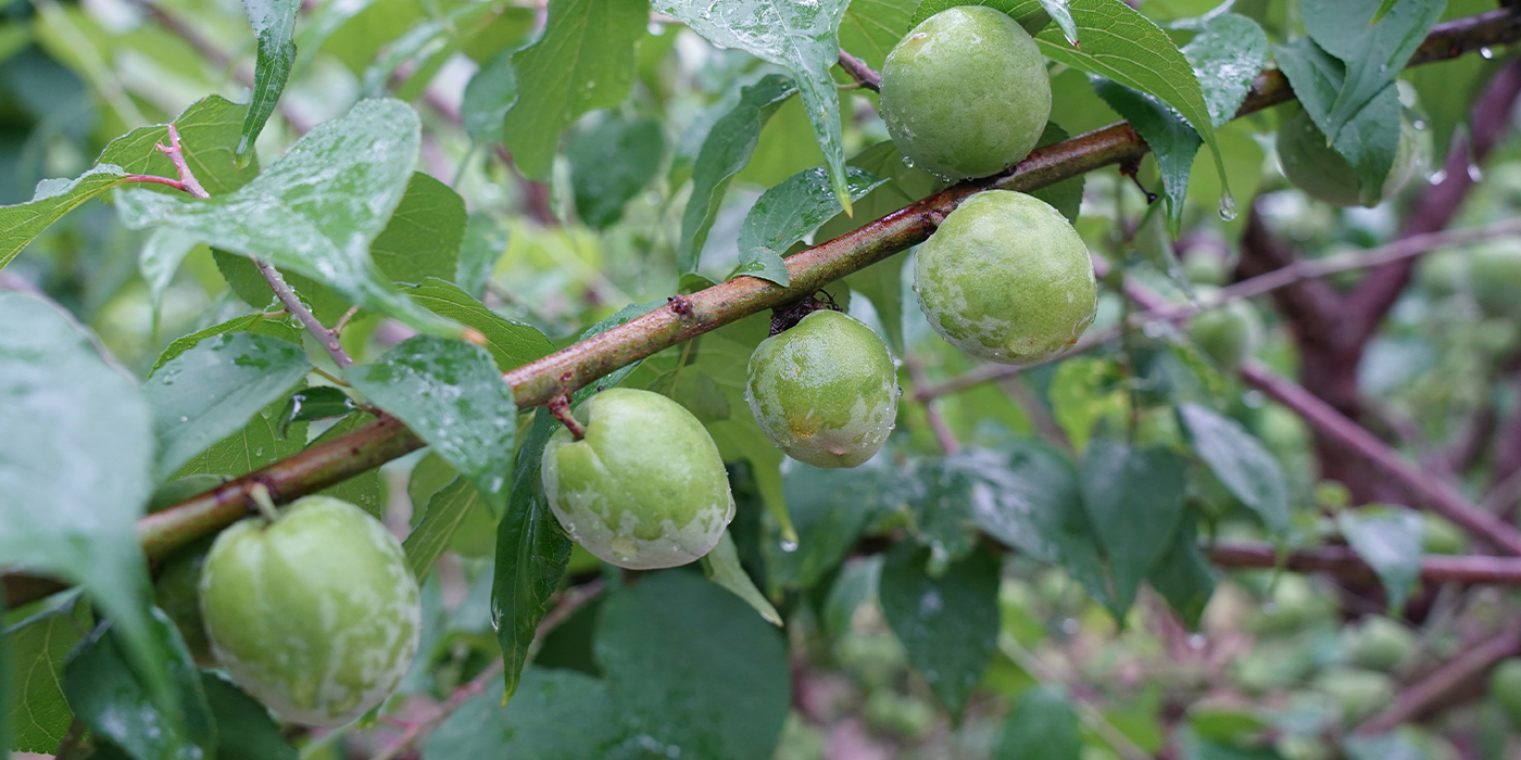 生产基地切换图