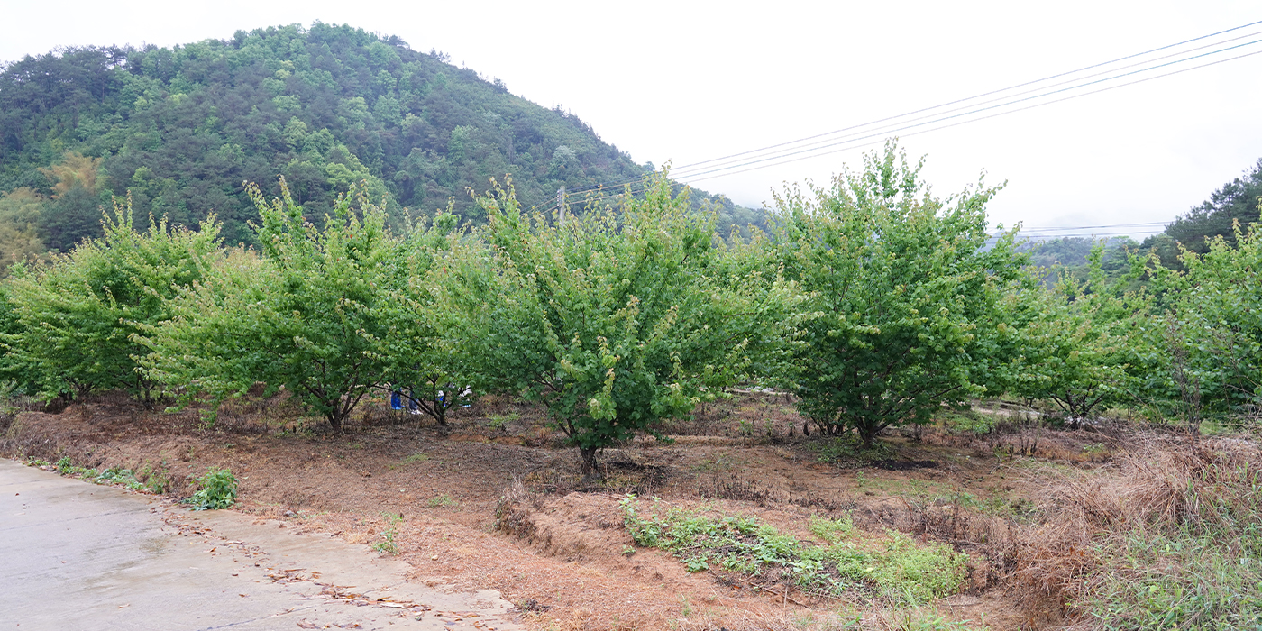 生产基地切换图