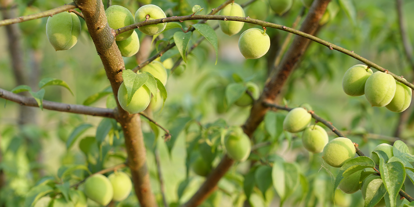 生产基地切换图