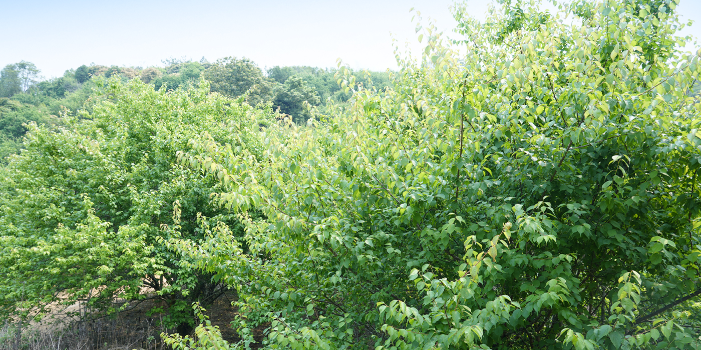 生产基地切换图