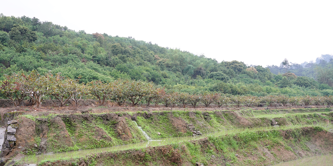 生产基地切换图
