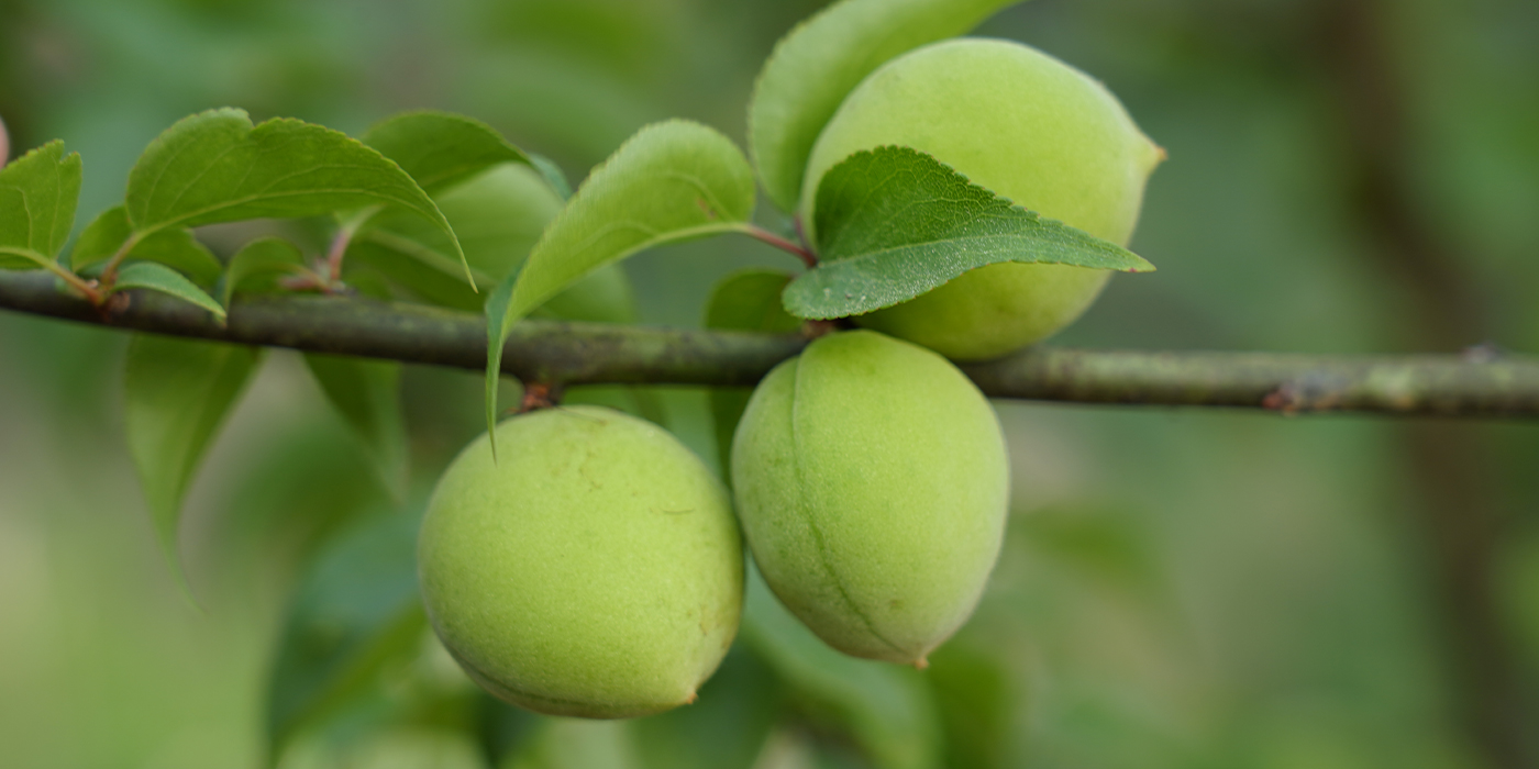 生产基地切换图
